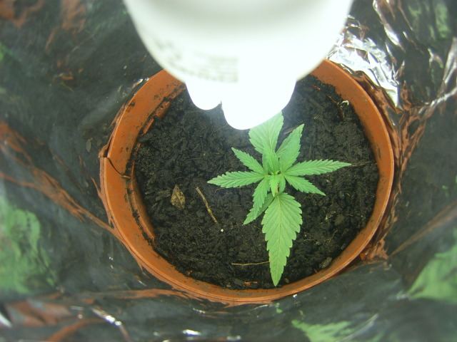 First grow please help me 2