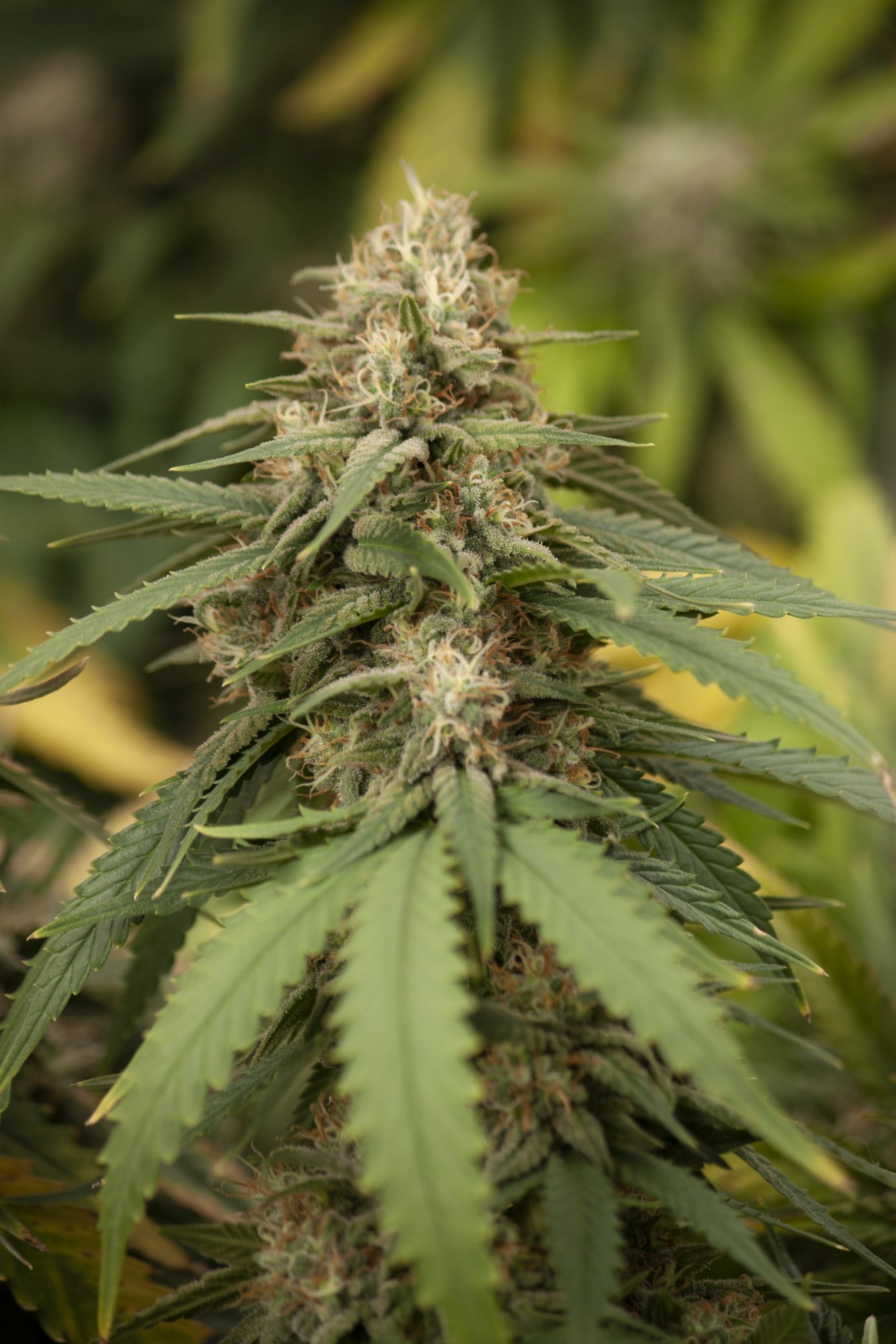 First grow post mortem   help needed trichomes and fade 3
