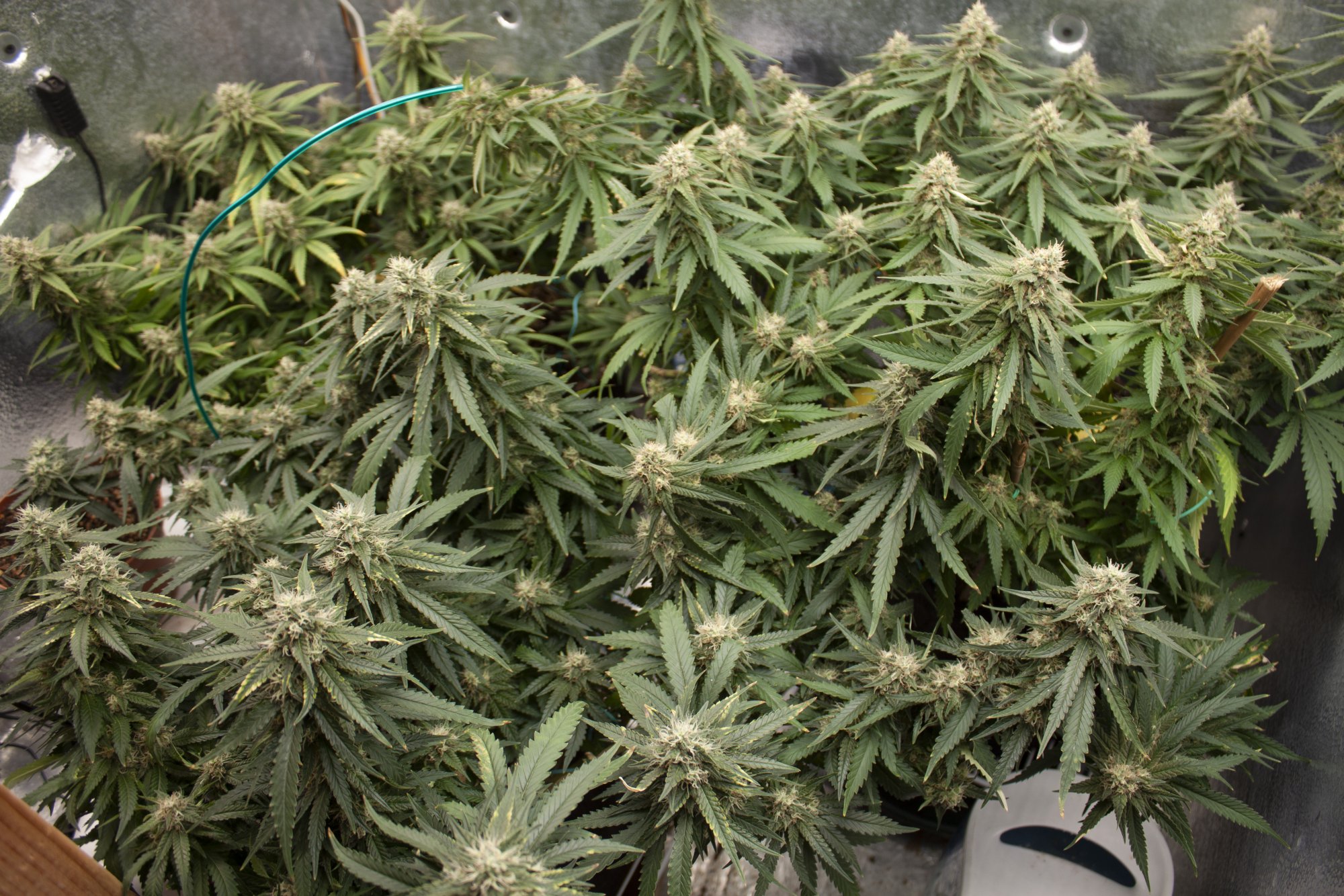 First grow post mortem   help needed trichomes and fade 4