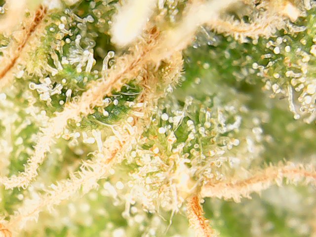 First grow post mortem   help needed trichomes and fade 5