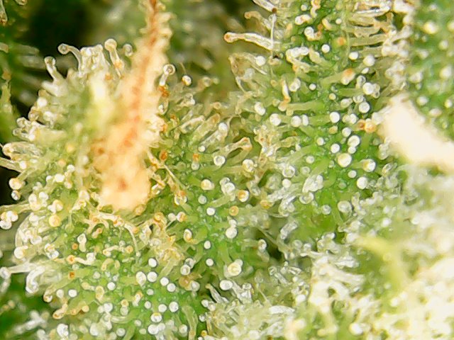 First grow post mortem   help needed trichomes and fade 6