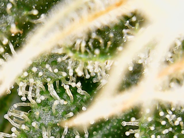 First grow post mortem   help needed trichomes and fade 7