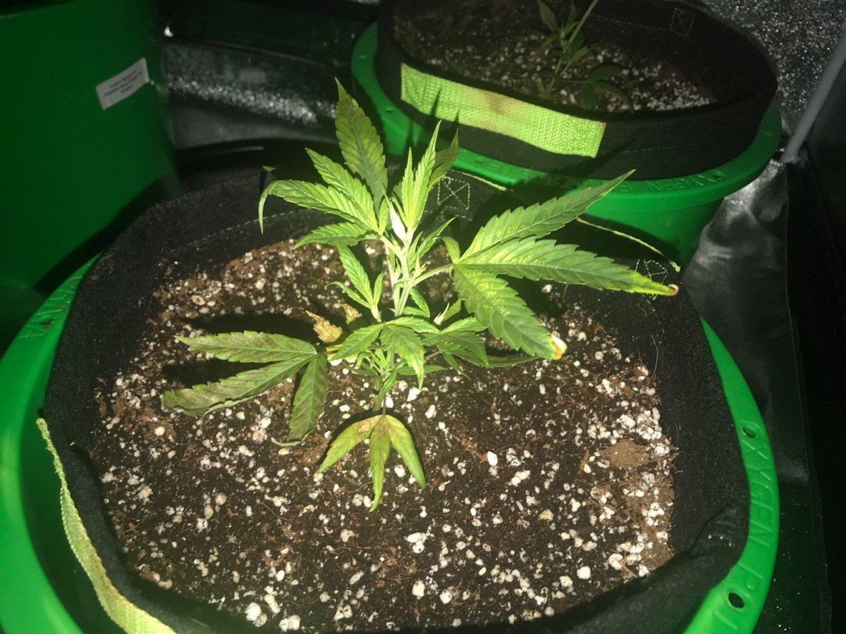 First grow problems 2