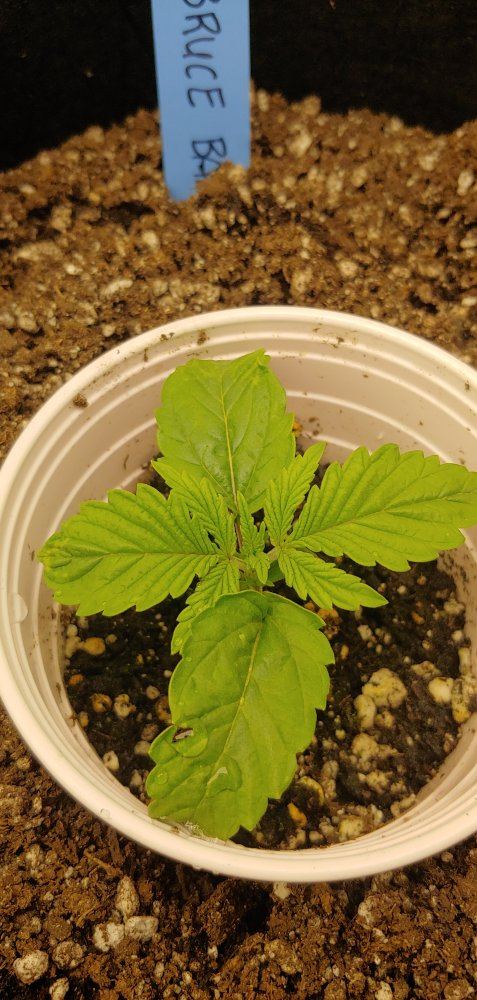 First grow questions 2