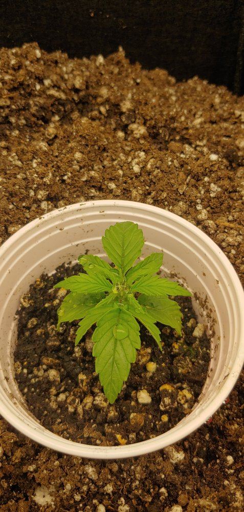 First grow questions