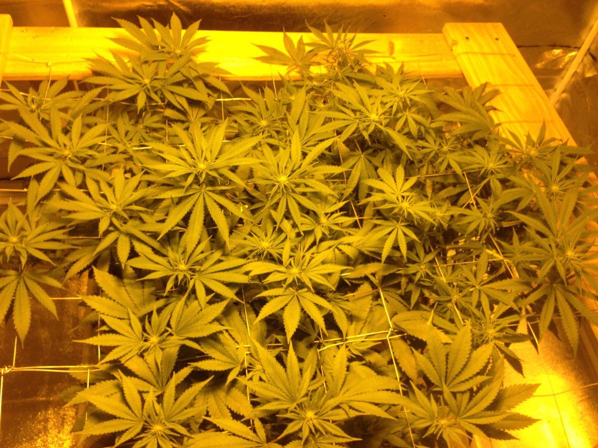 First grow scrog and trimming advice 2