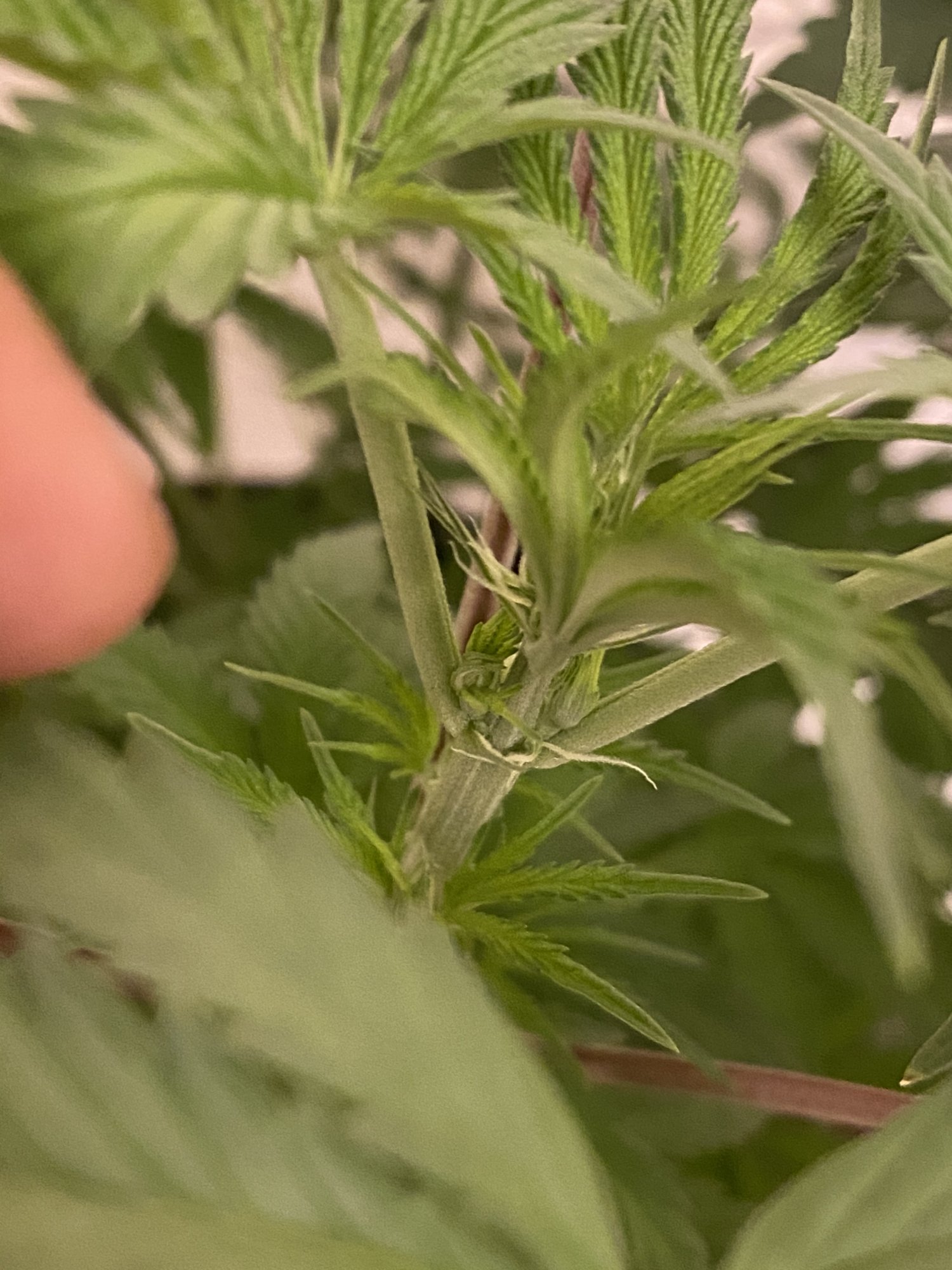 First grow sex revealed its a girl 2