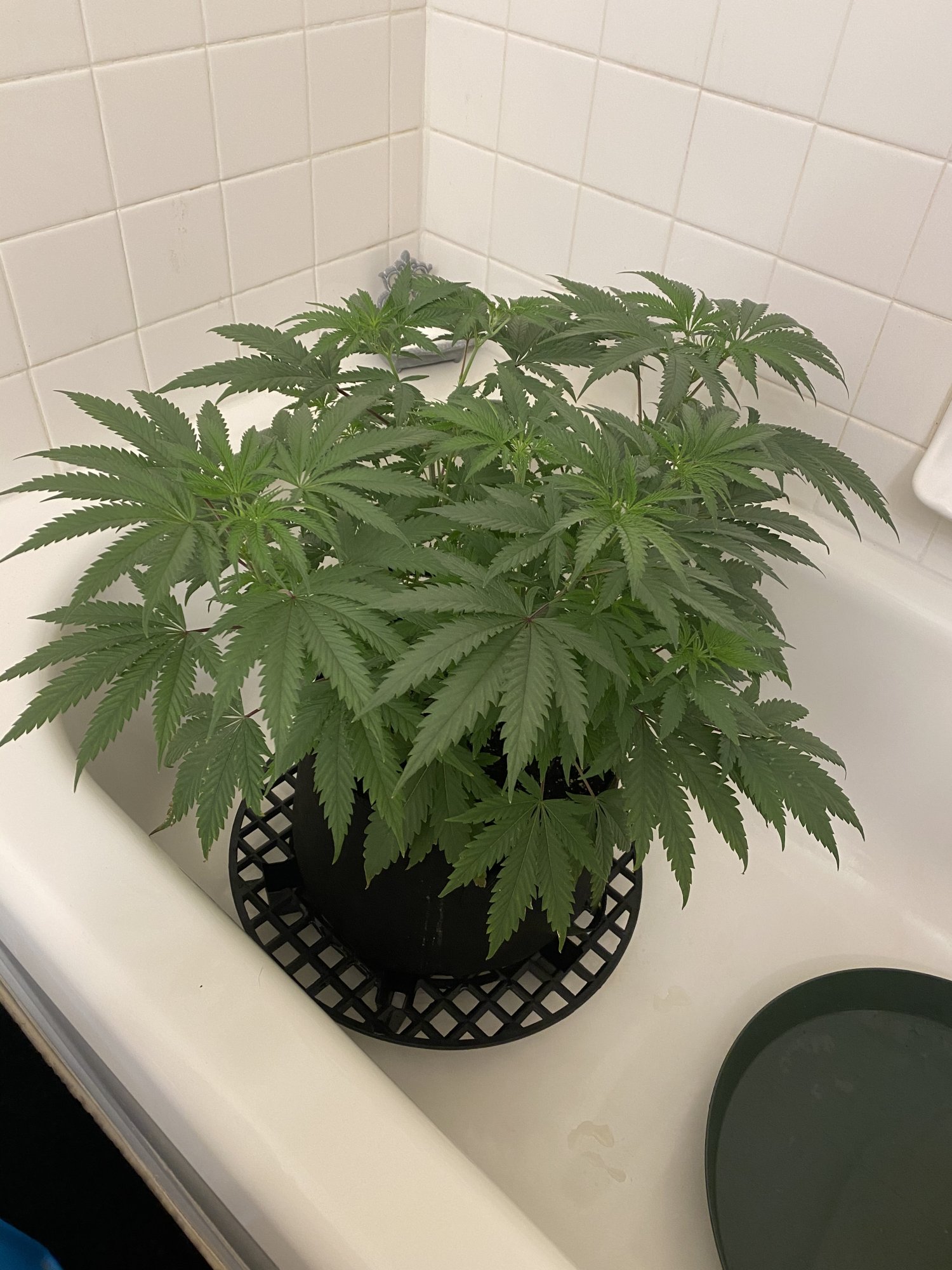 First grow sex revealed its a girl 3