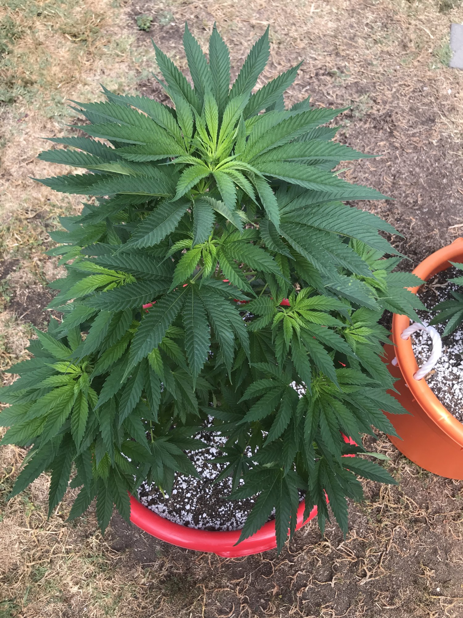 First grow  should i top her or is it too late 2