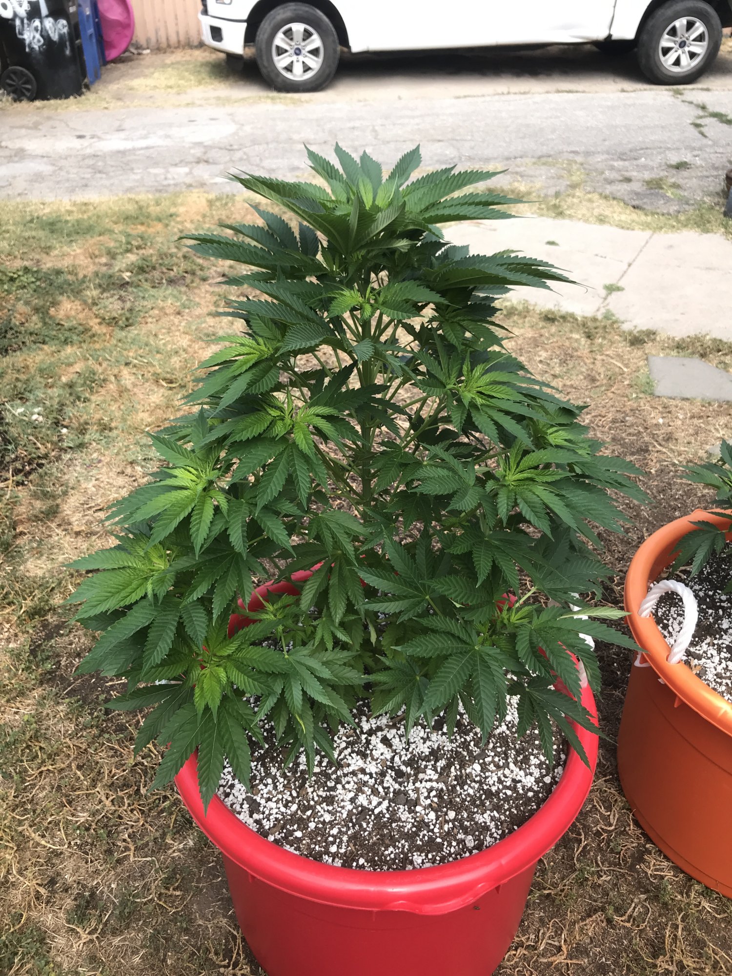 First grow  should i top her or is it too late