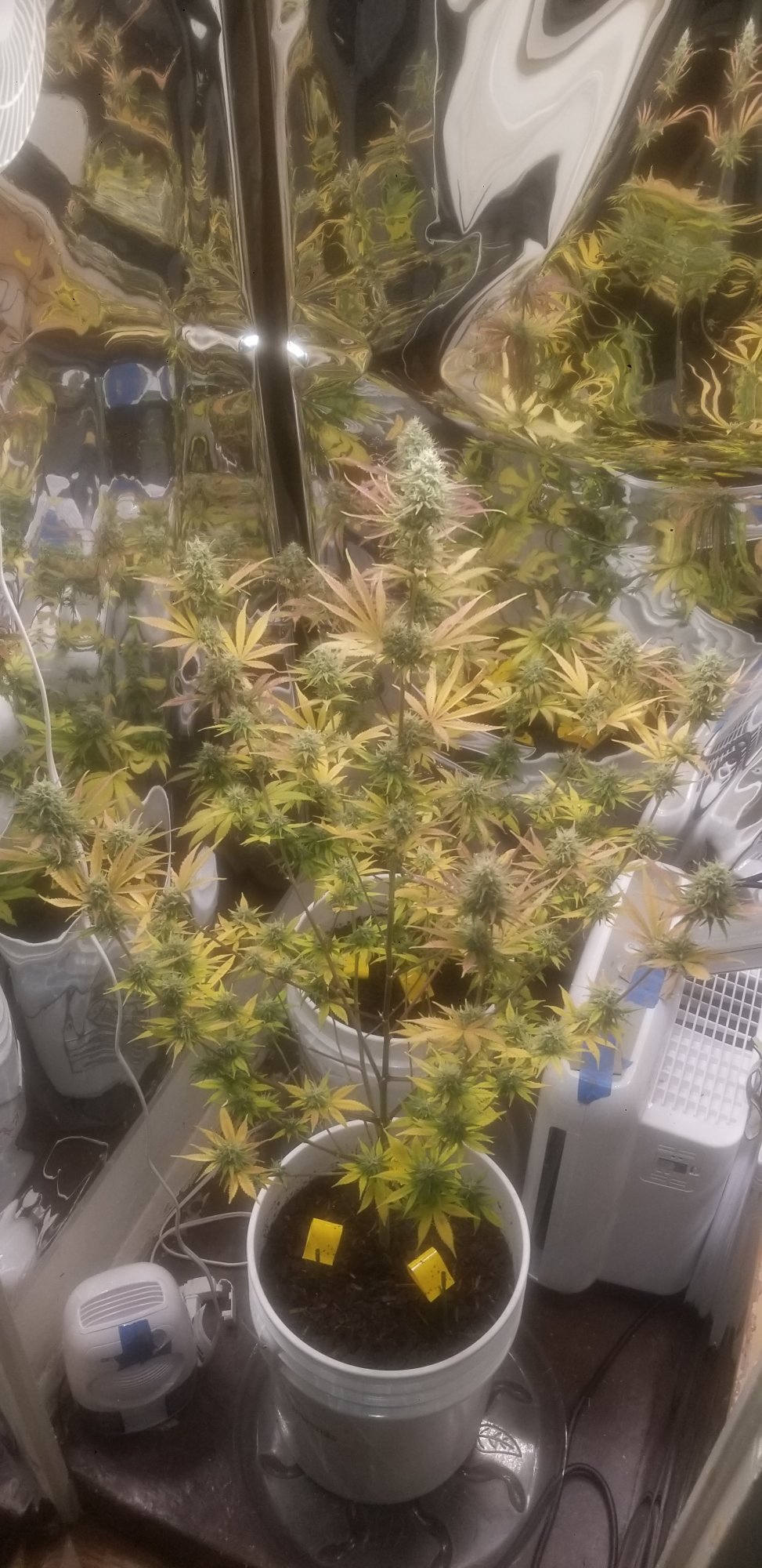 First grow skywalker og organic 3
