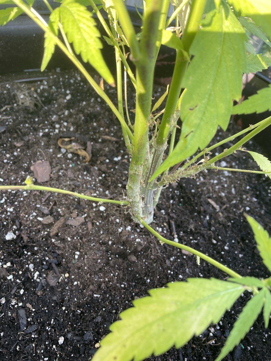 First grow   something is happening after my flower flipped into early flower any help apprec