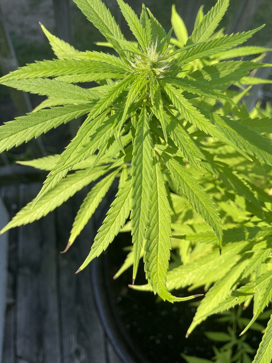First grow   something is happening after my flower flipped into early flower any help appreci