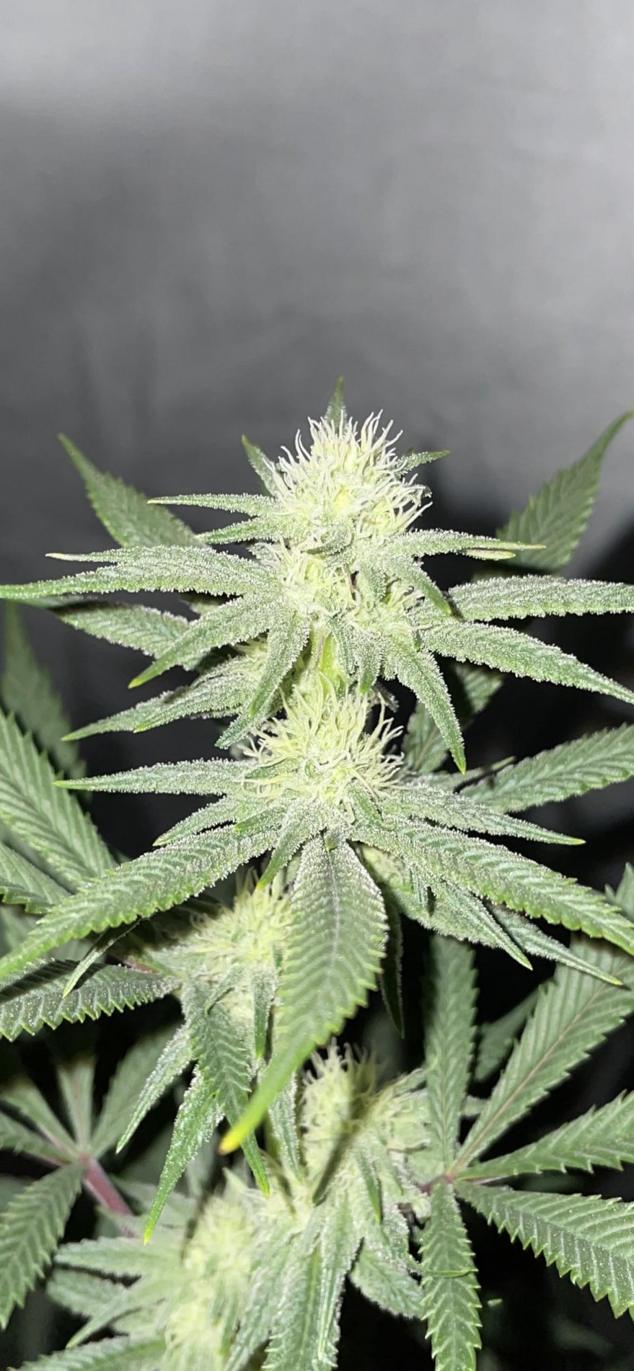 First grow still learning gg4 grown from seeds in ocean forest soil day 22 of flowering