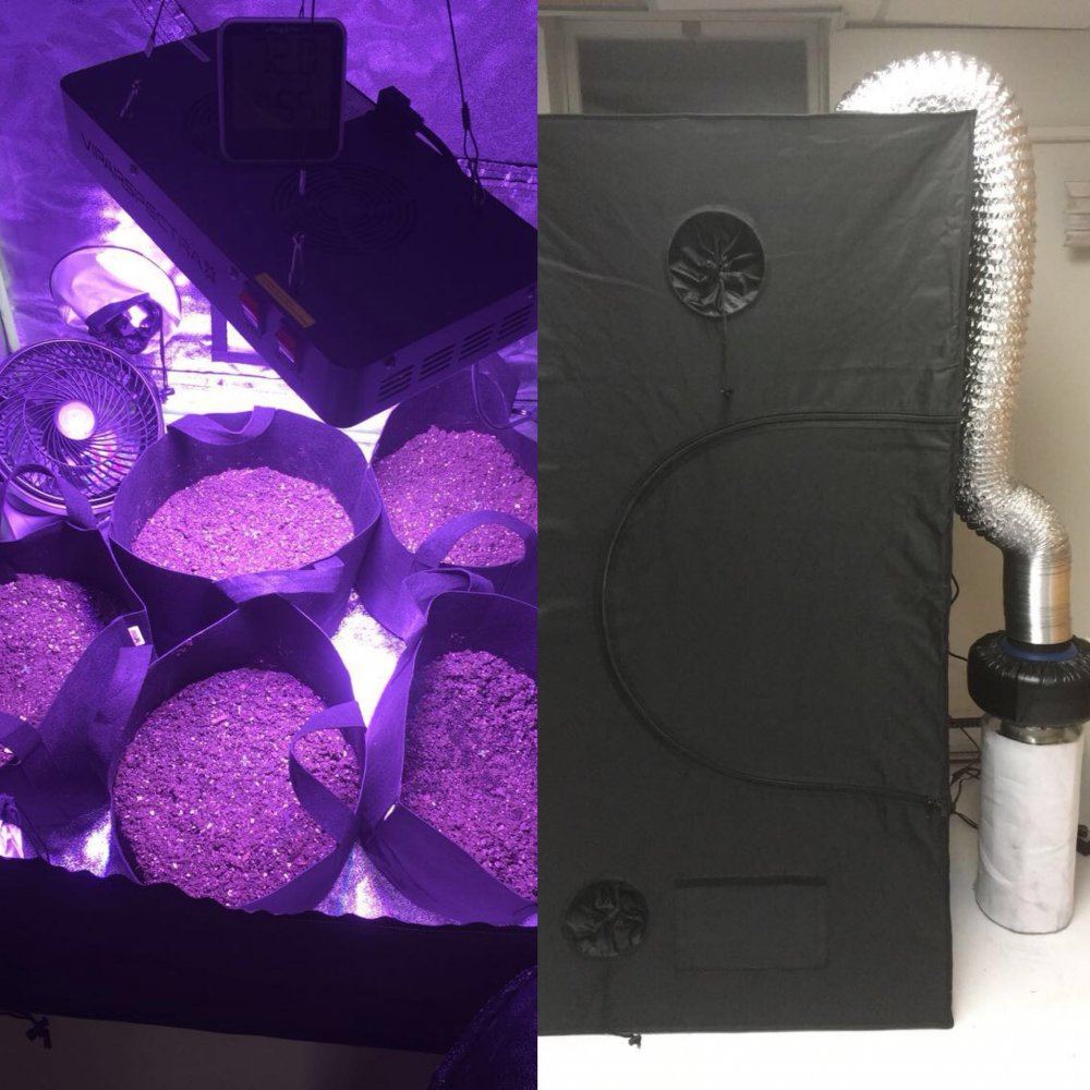 First grow tent ever