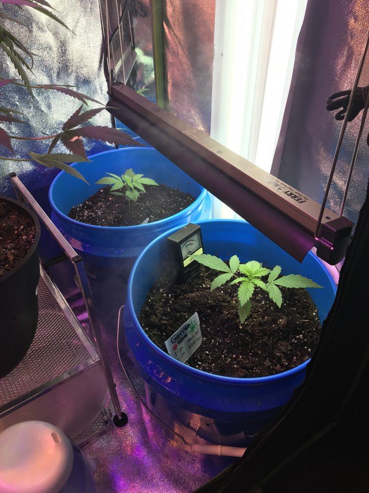 First grow thoughts 4