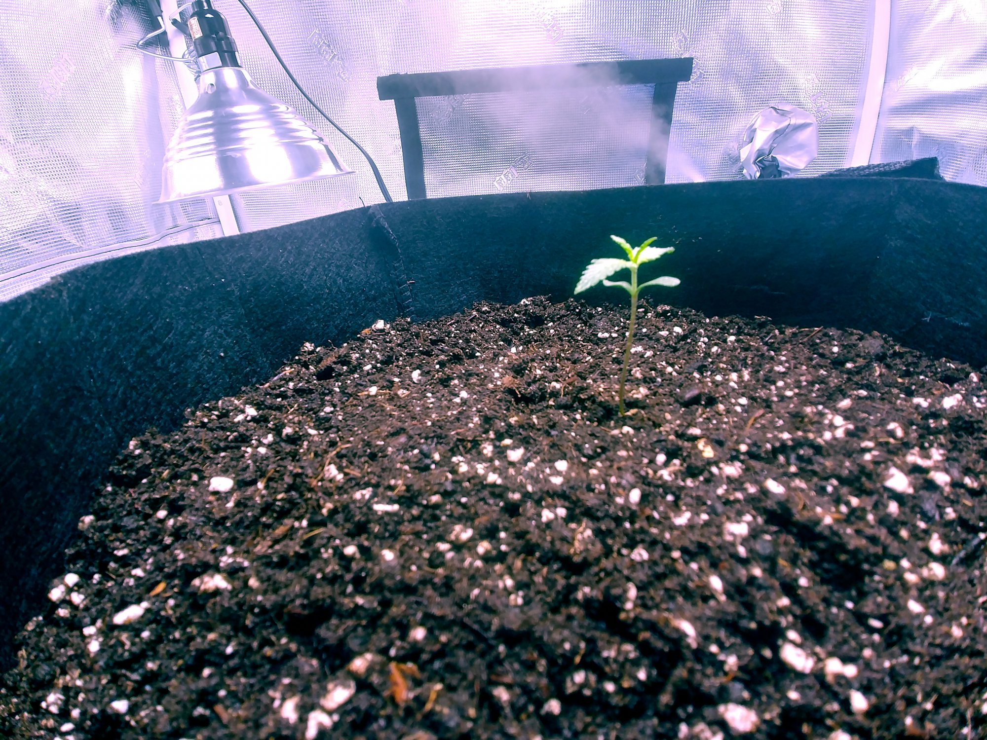 First grow   unknown seed   fingers crossed 2