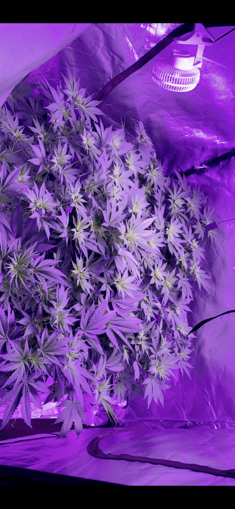 First grow  week 2 flower check it out 11