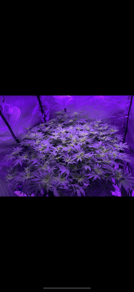First grow  week 2 flower check it out 12