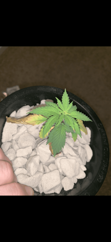 First grow  week 2 flower check it out 3