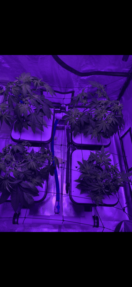First grow  week 2 flower check it out 6