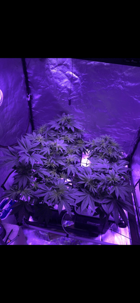 First grow  week 2 flower check it out 6