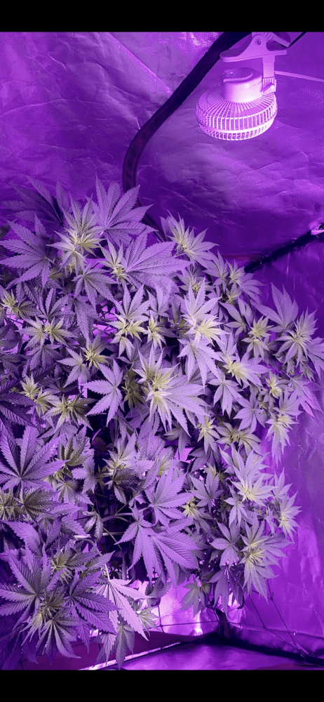 First grow  week 2 flower check it out 9