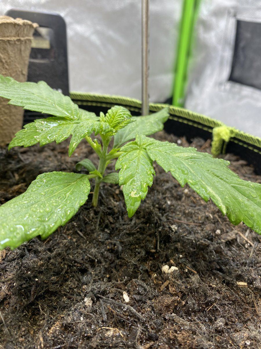 First grow week 2 need advise 3