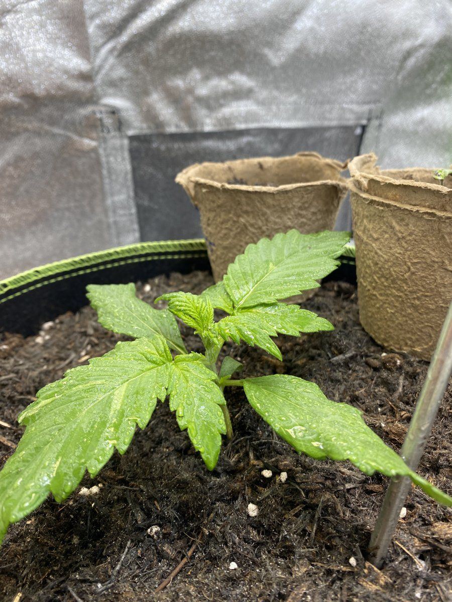 First grow week 2 need advise