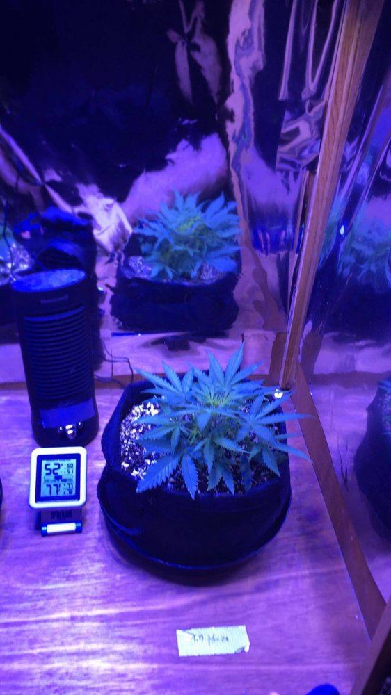 First grow week 4 both of my girls are a month old fgw4 5