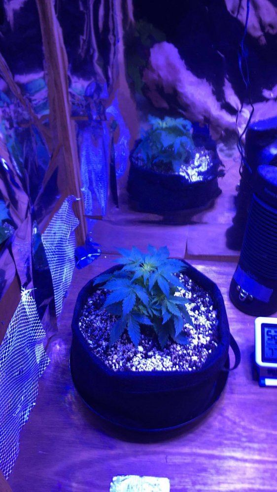 First grow week 4 both of my girls are a month old fgw4 6