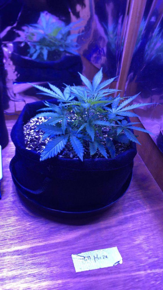 First grow week 4 both of my girls are a month old fgw4