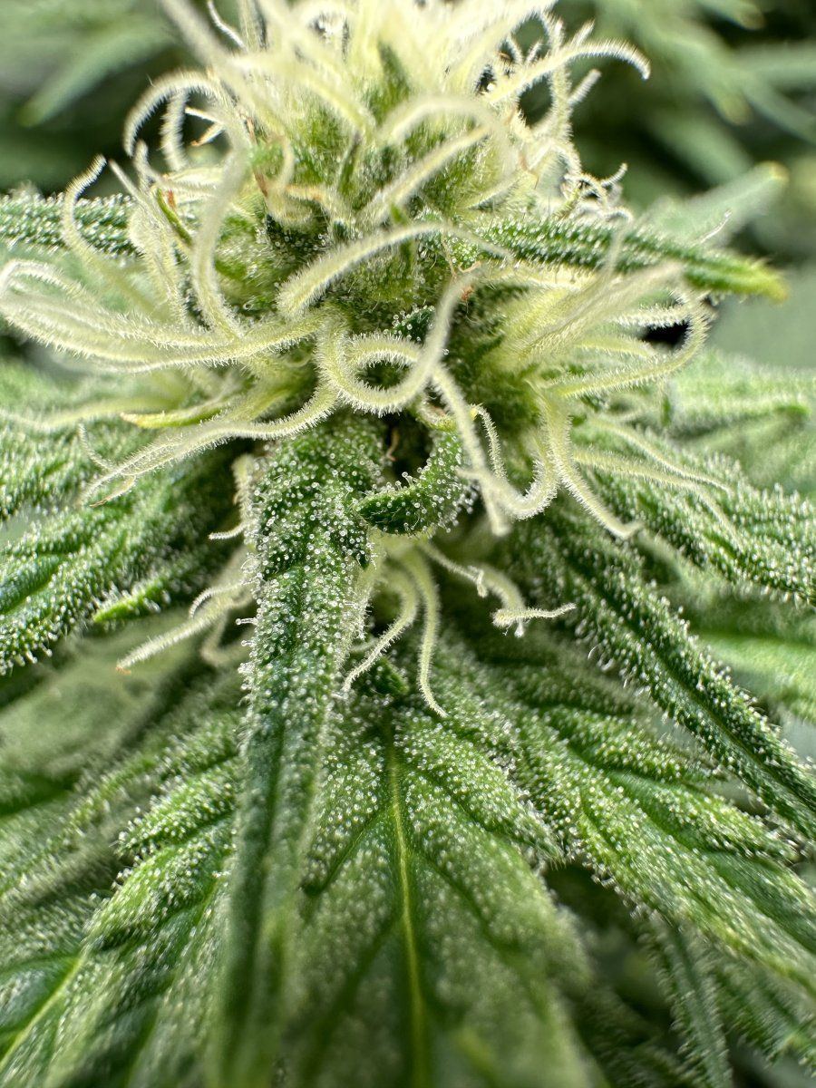 First grow   week 4 pistil tip colour change   pollinated or normal 3