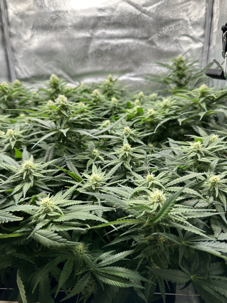 First grow   week 4 pistil tip colour change   pollinated or normal 4