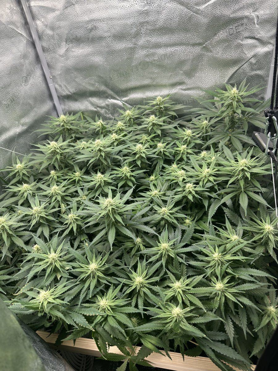 First grow   week 4 pistil tip colour change   pollinated or normal 5