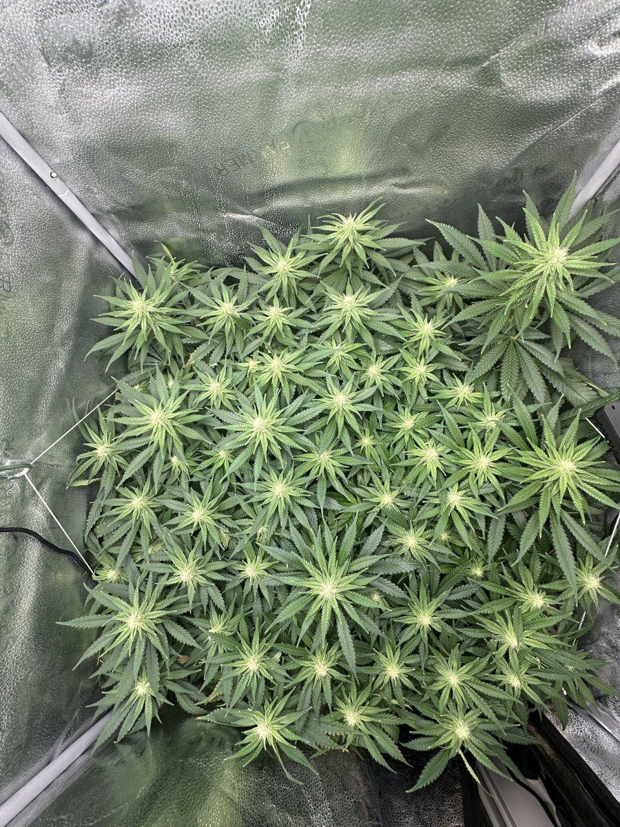 First grow   week 4 pistil tip colour change   pollinated or normal 6