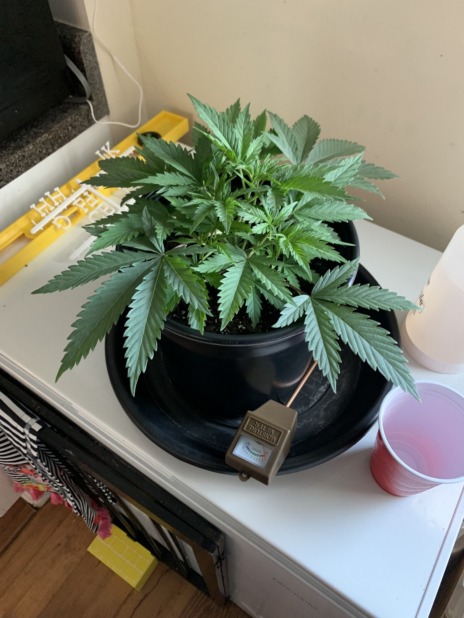 First grow   week 6 update 2