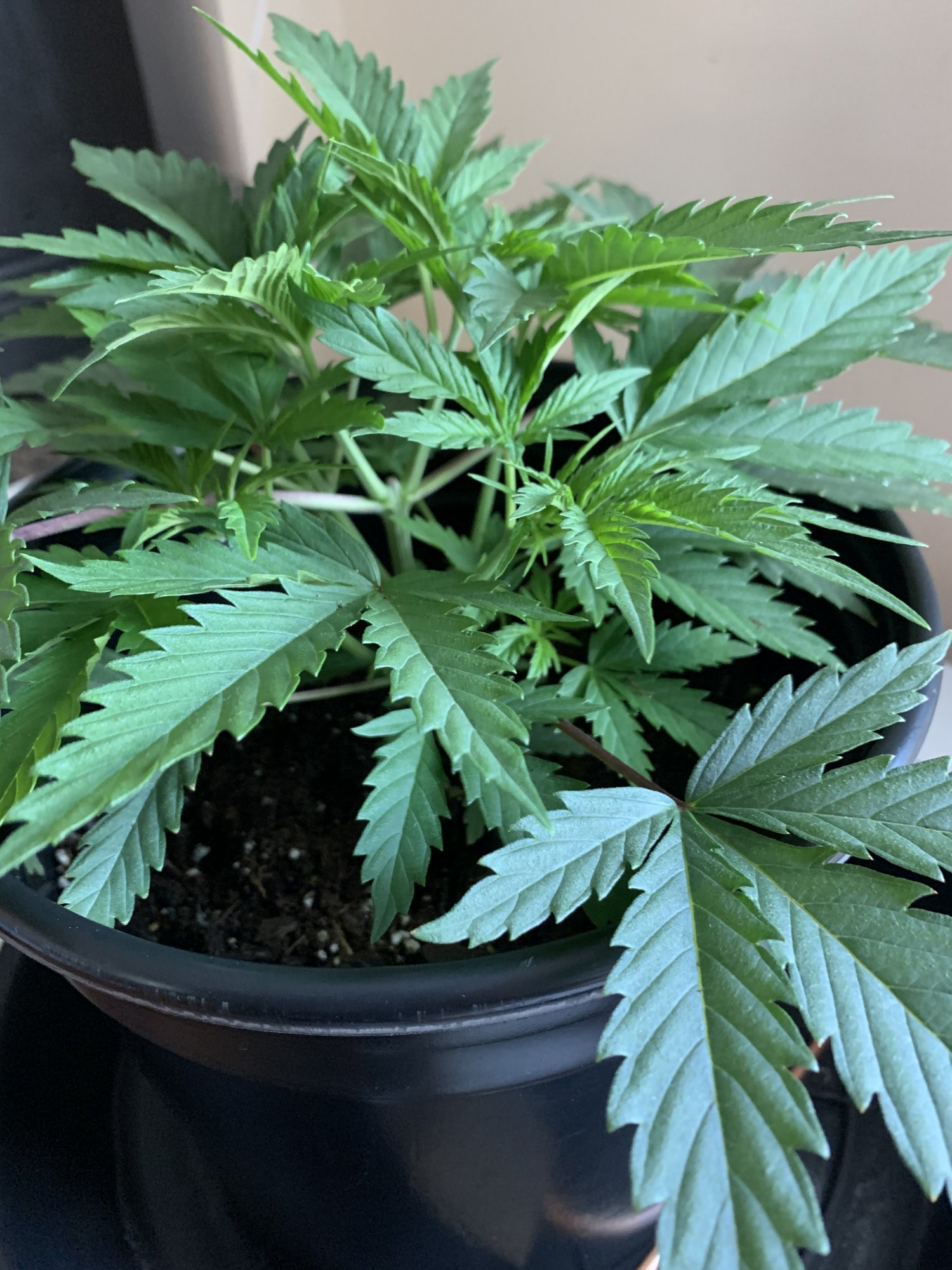 First grow   week 6 update 3