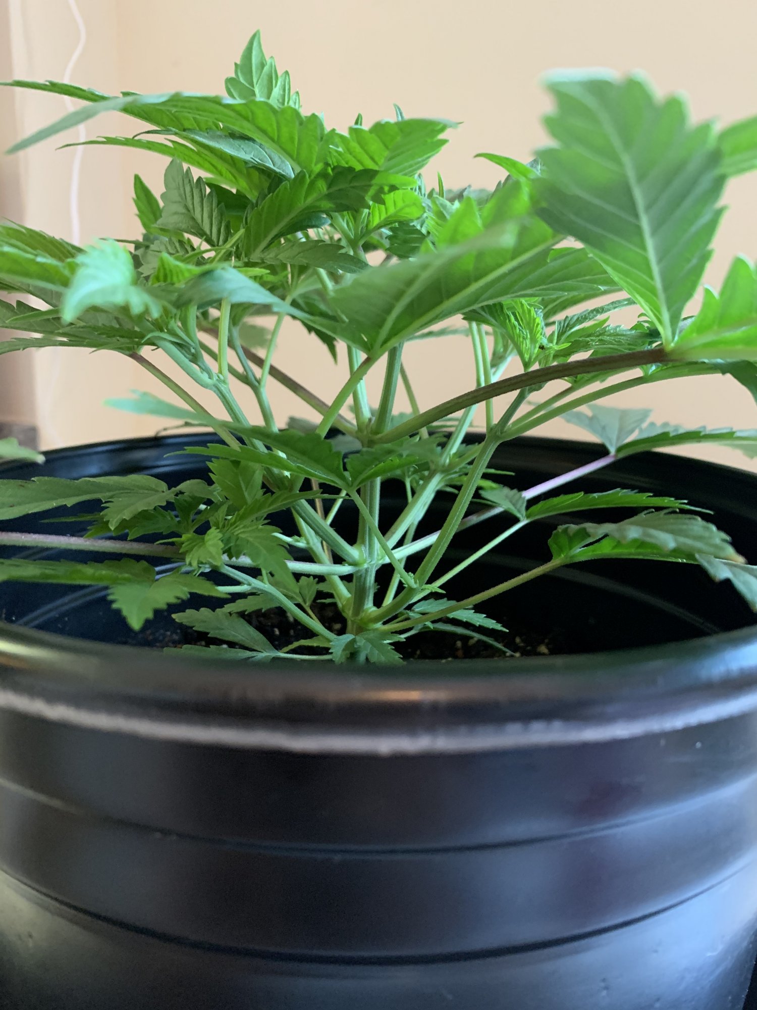 First grow   week 6 update 4