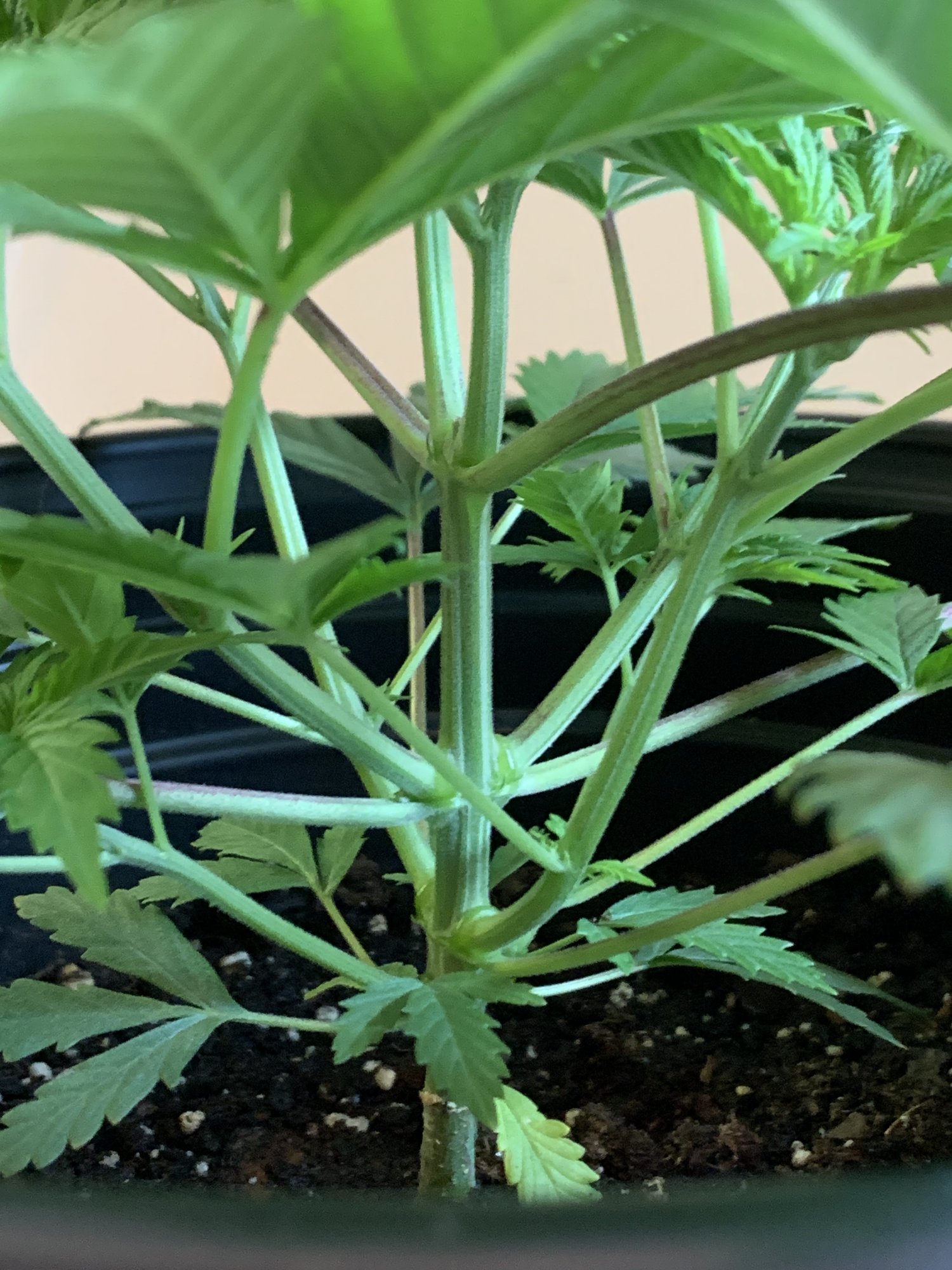 First grow   week 6 update 5