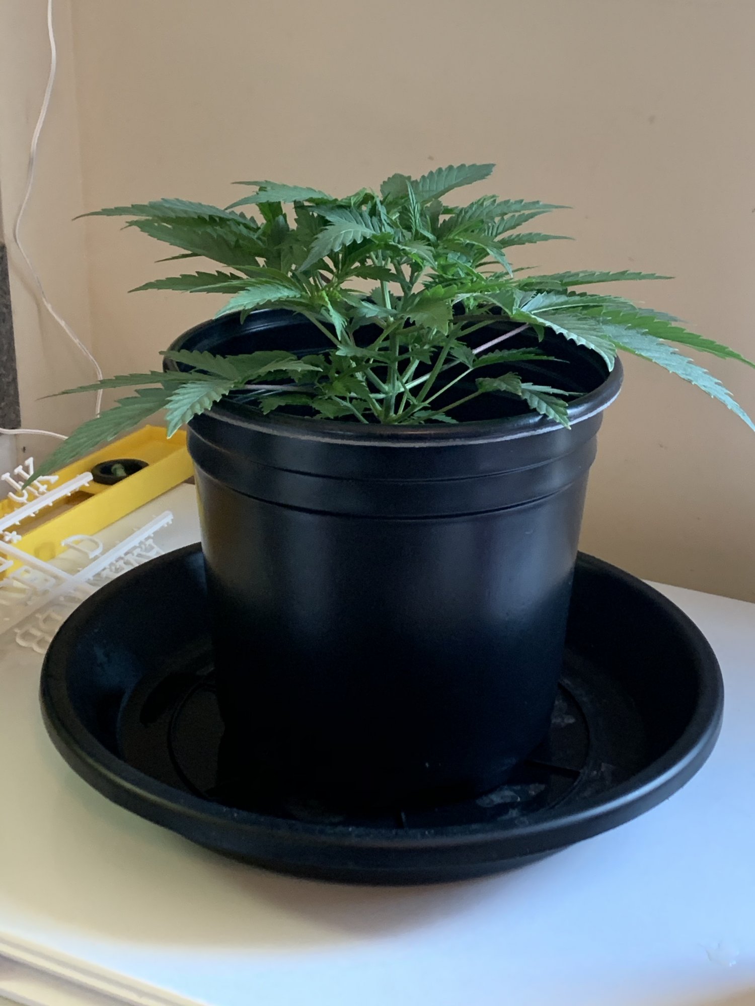 First grow   week 6 update 6