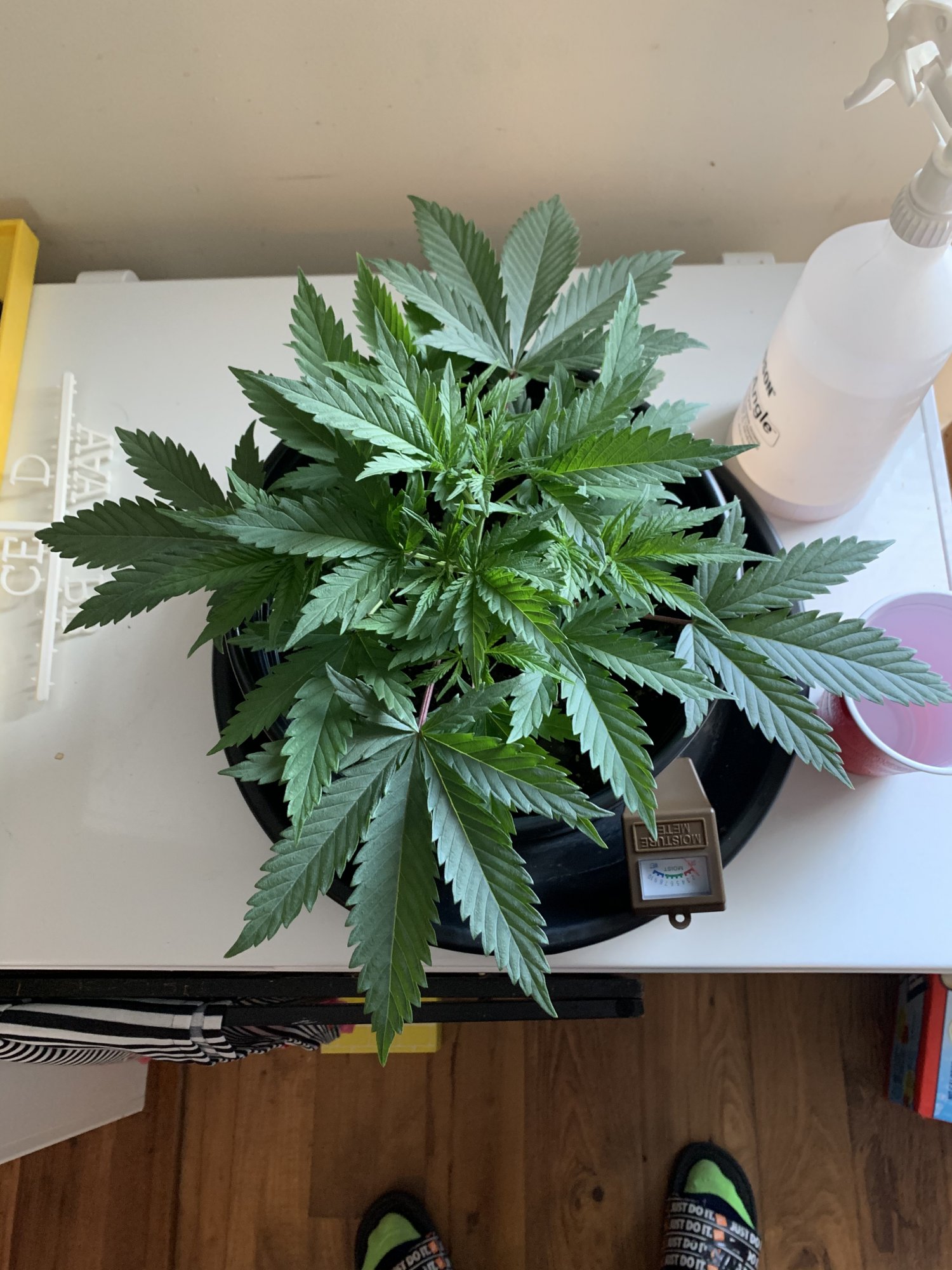 First grow   week 6 update