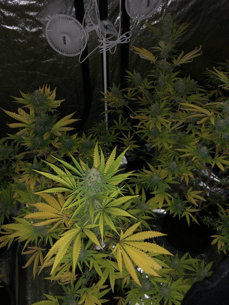 First grow what yield to expect 5