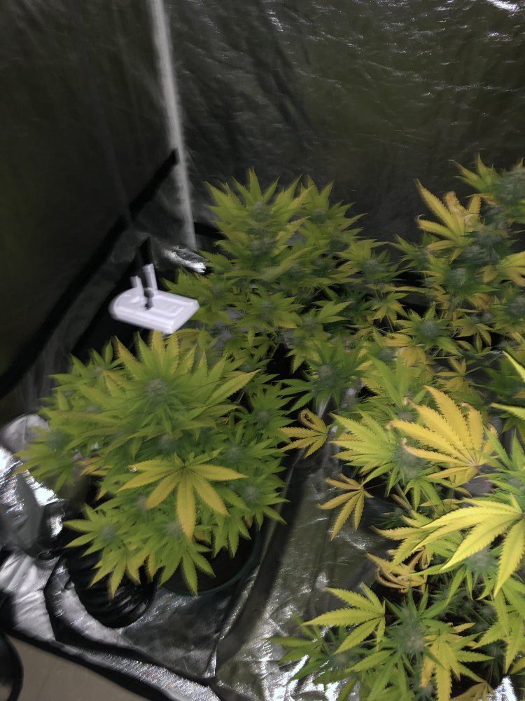 First grow what yield to expect 6