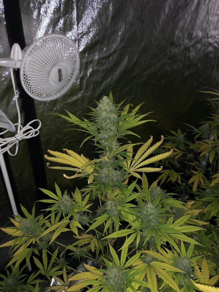 First grow what yield to expect 9