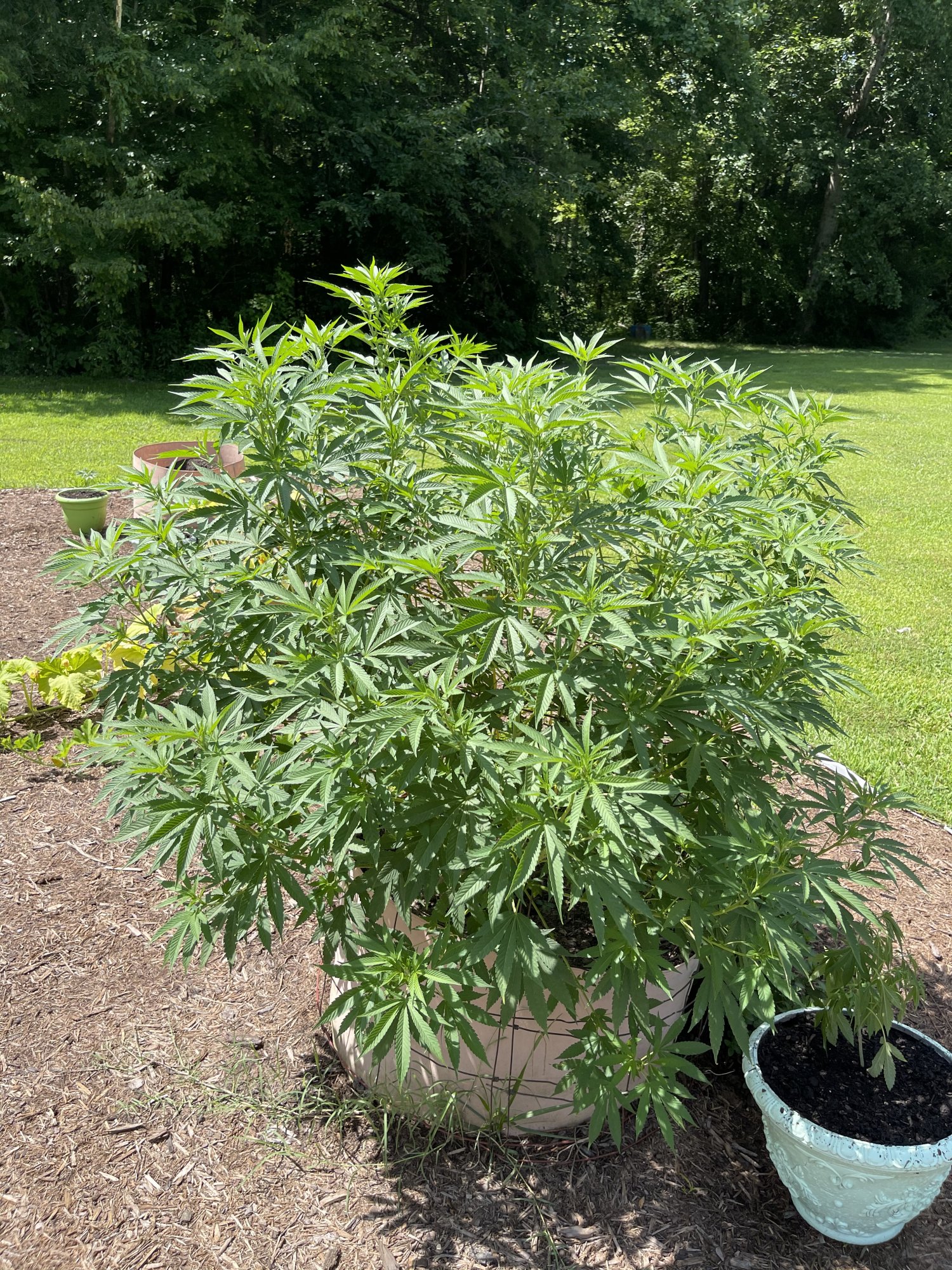 First grow with barneys farm lsd