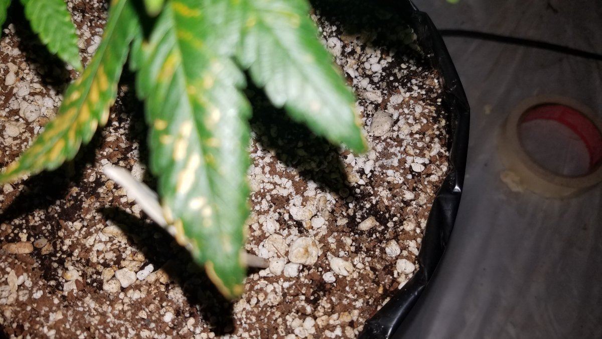 First grow yellowing leaves