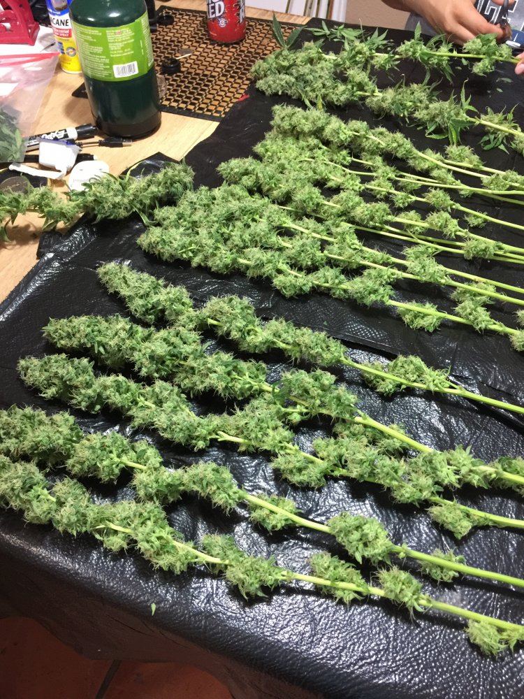 First harvest first grow 1 plant under 400w hps