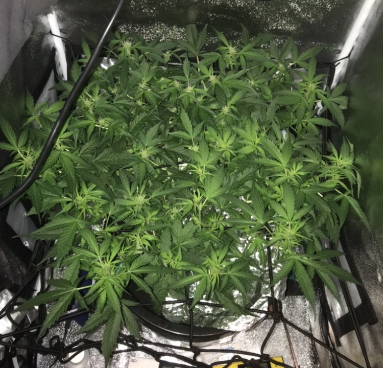First hydro grow blueberry auto 3