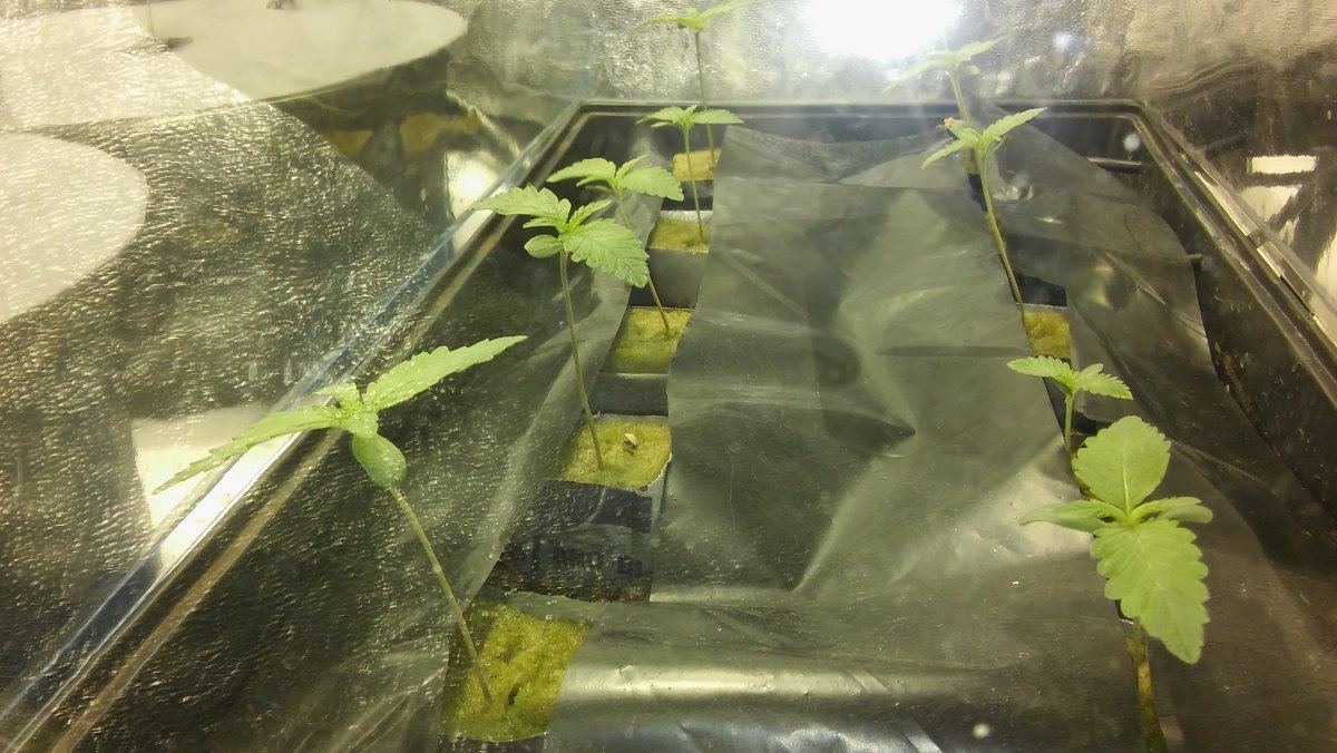 First hydro grow   the learning never ends 2